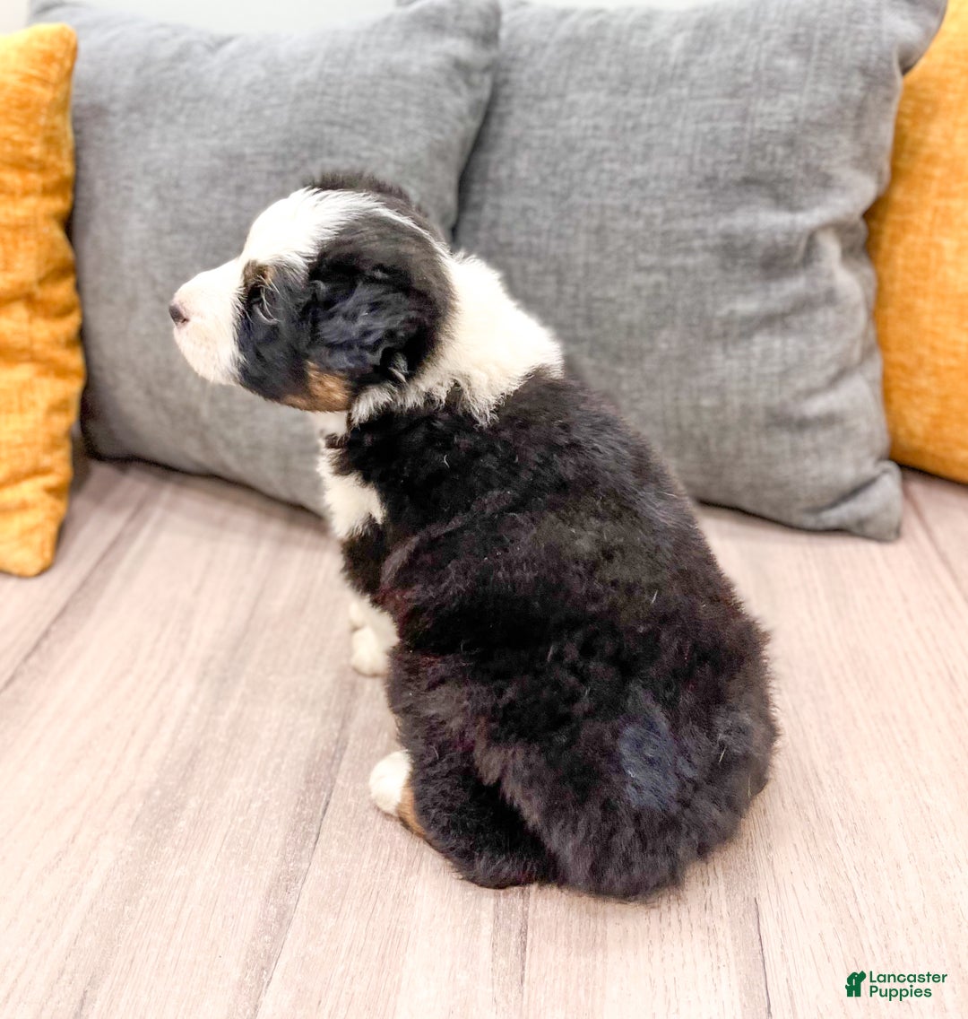 Australian Shepherd dogs for sale: Jace - Ad 5