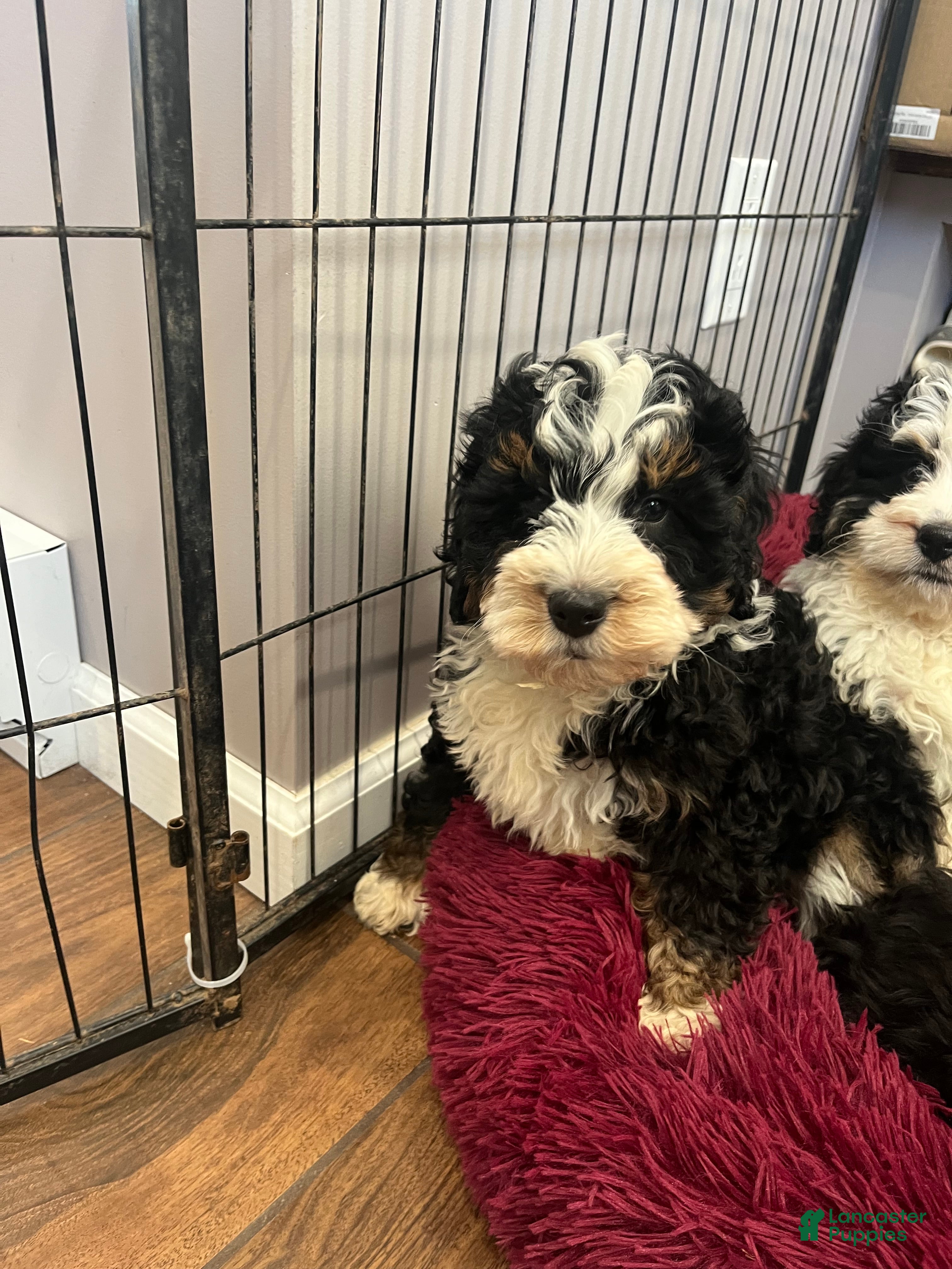Mini Bernedoodle dogs Cosmo - Ad 2