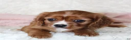 Cavalier King Charles Spaniel dogs for sale: Cavalier King Charles Spaniel 3 - Ad 3