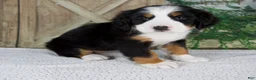 Bernese Mountain Dog dogs for sale: Eva - Ad 2
