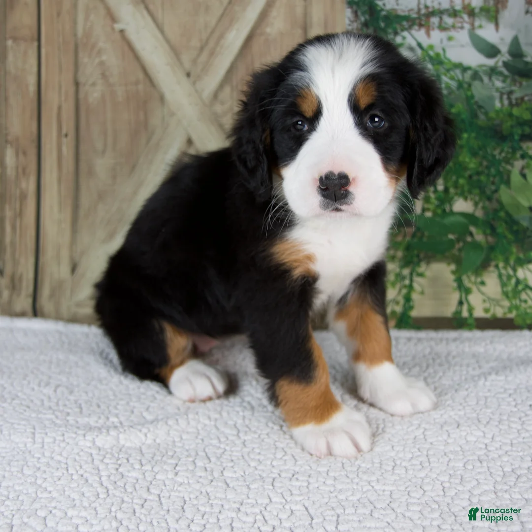 Bernese Mountain Dog dogs for sale: Eva - Ad 2