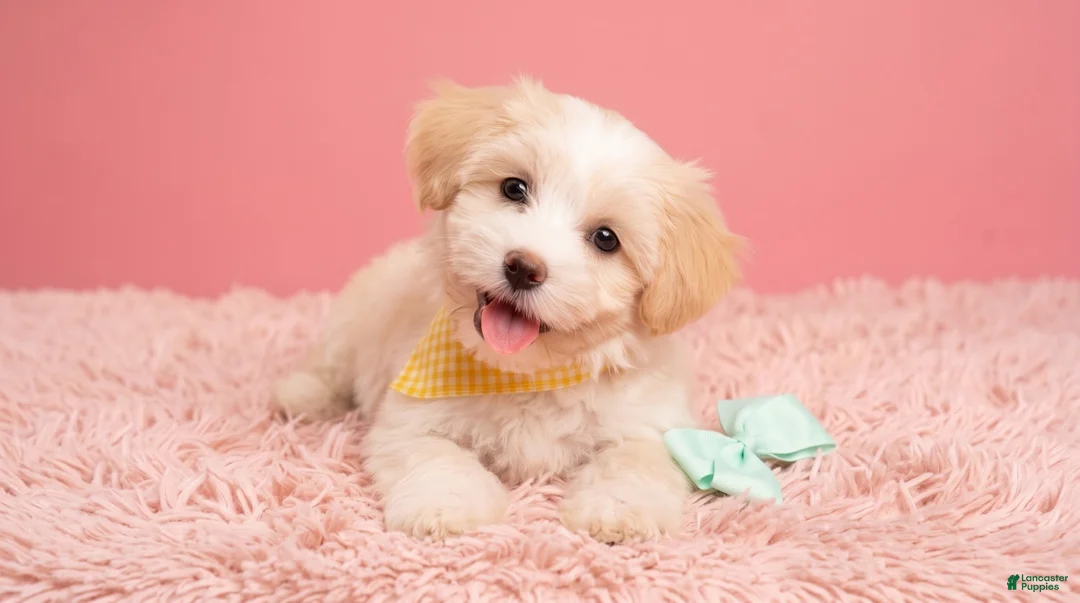 Maltipoo dogs for sale: ANGEL - Ad 5