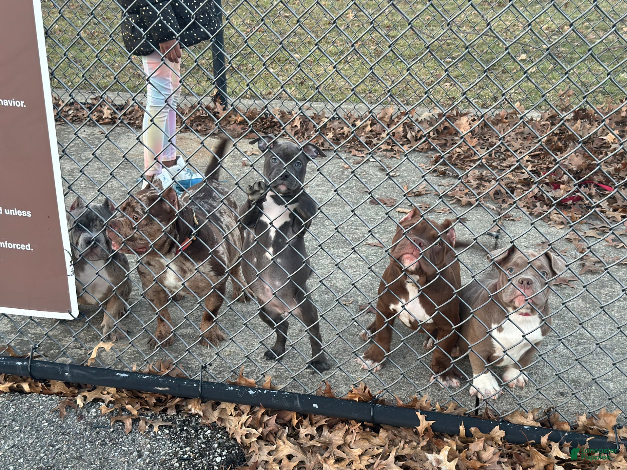 American Bully dogs Jax - Ad 1