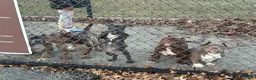 American Bully dogs for sale: Jax - Ad 6