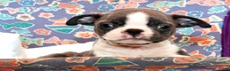 Boston Terrier dogs for sale: Peanut - Ad 6