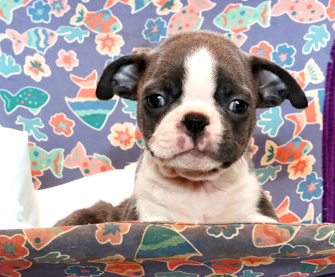 Boston Terrier dogs for sale: Peanut - Ad 6