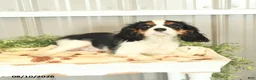 Cavalier King Charles Spaniel dogs for sale: Kurt - Ad 3