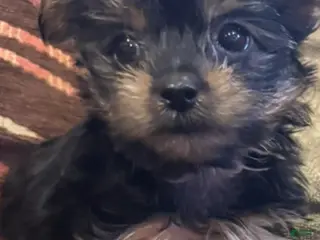 Yorkshire Terrier dogs Boy - Ad 4