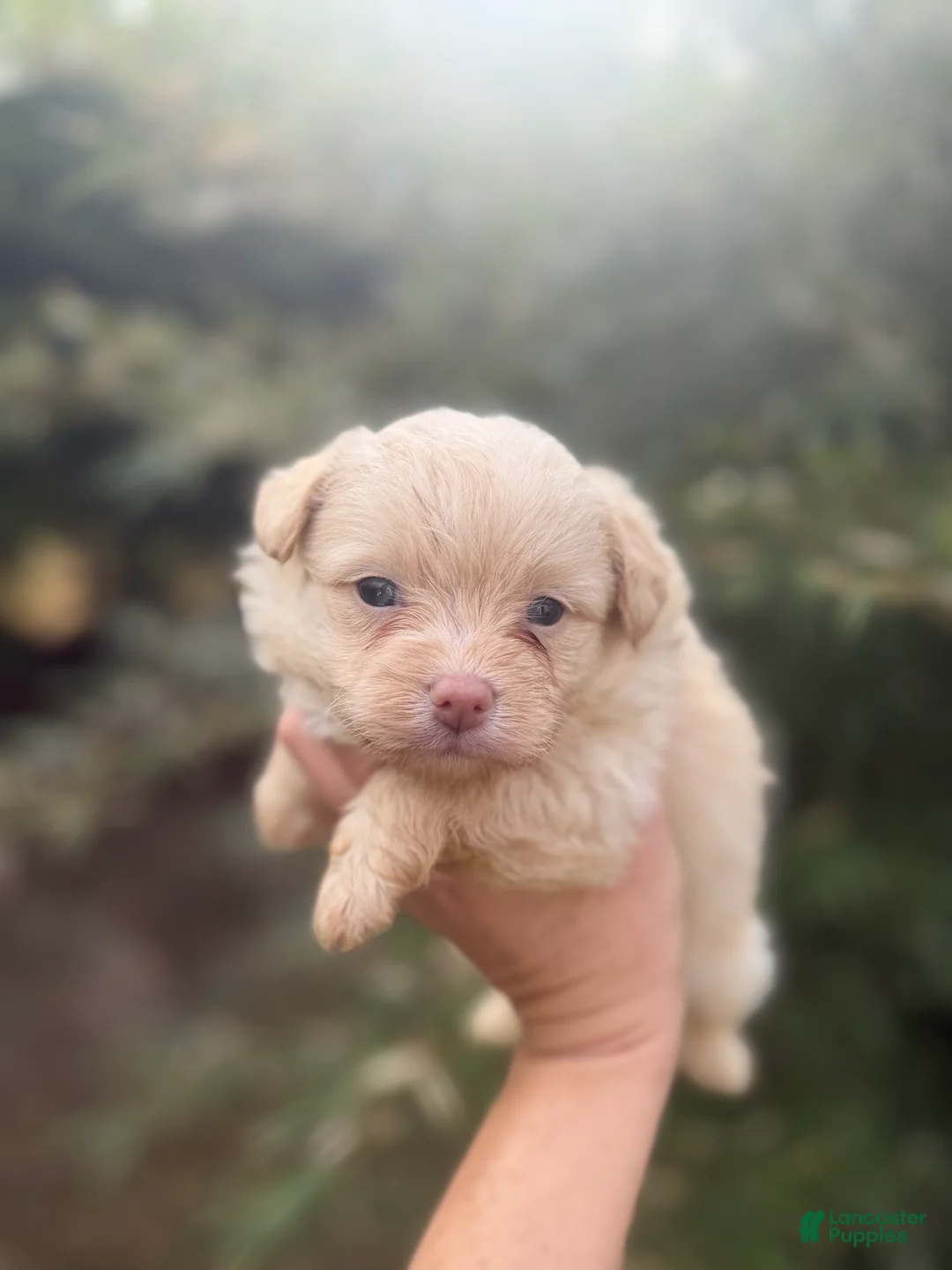 Pomapoo dogs for sale: Tyler  - Ad 1