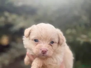 Pomapoo dogs Tyler - Ad 13