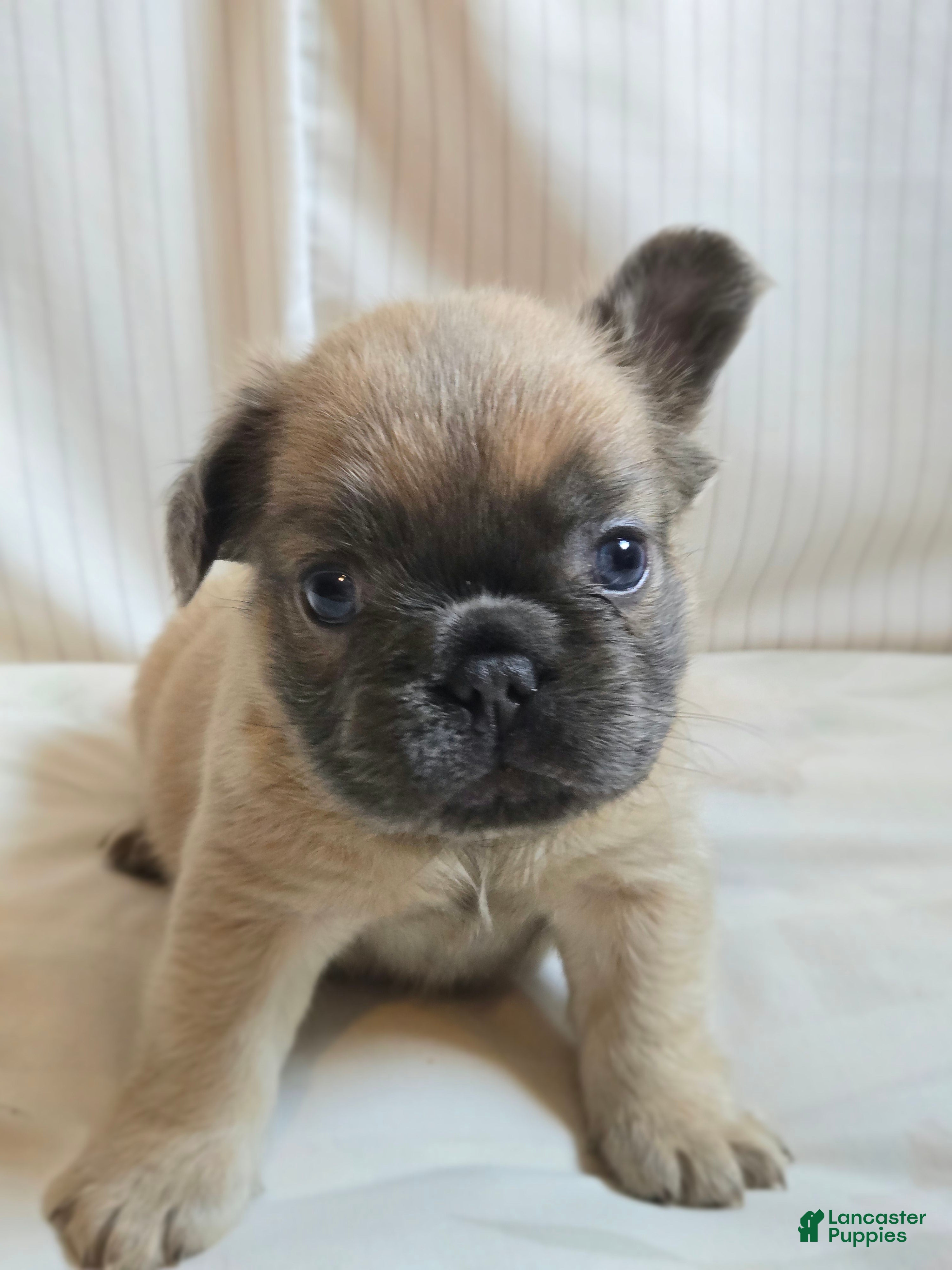 French Bulldog dogs for sale: Paris  - Ad 1