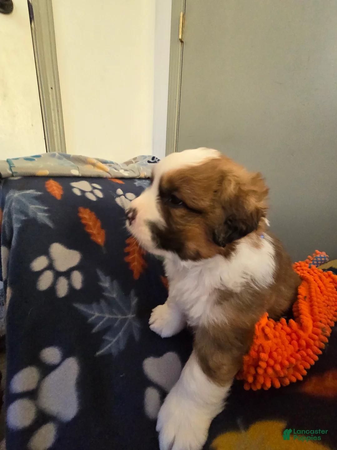 Mixed Breed dogs for sale: Brody - Ad 11