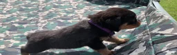 Rottweiler dogs for sale: Purple Female - Ad 4