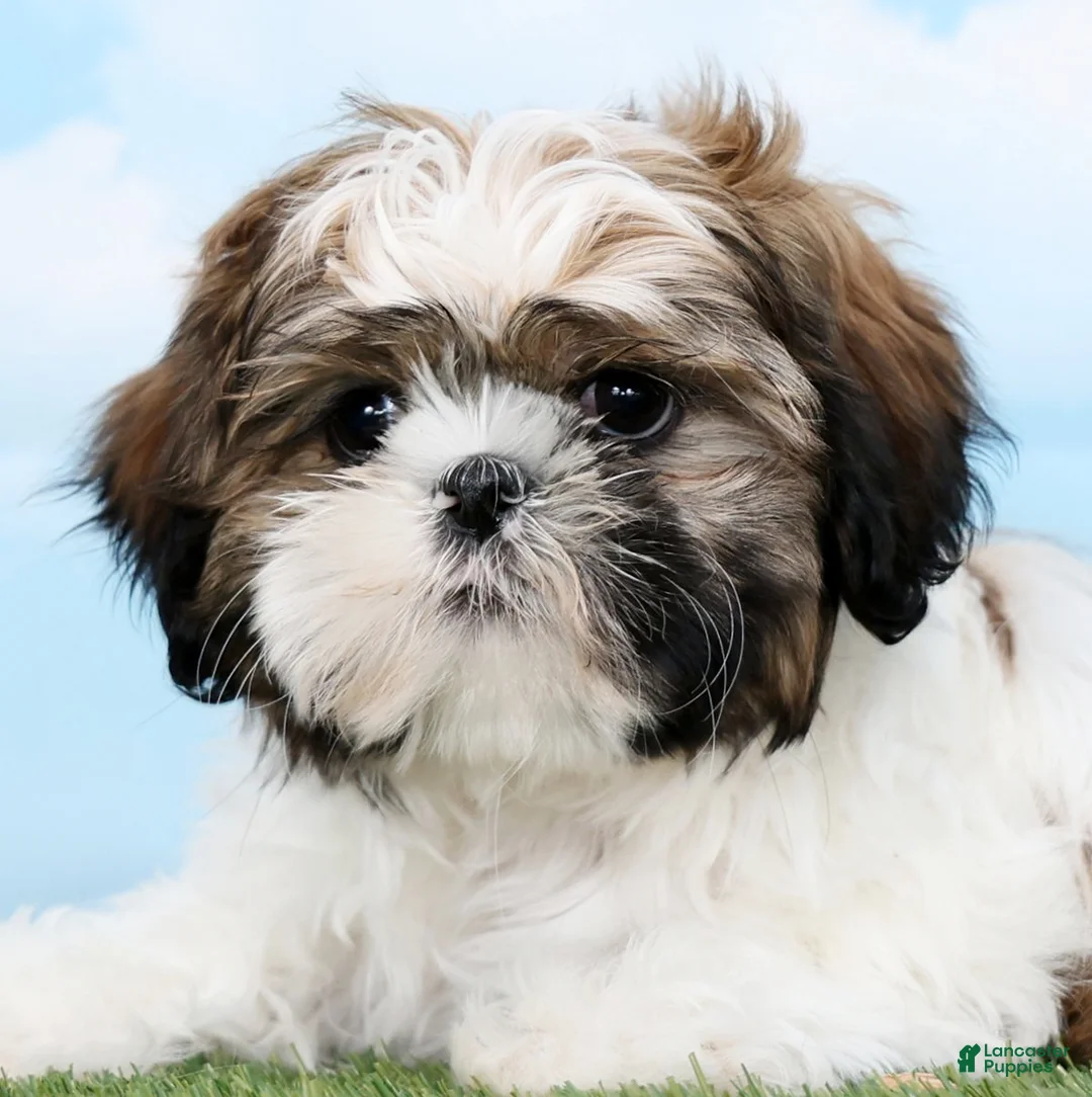 Shih Tzu dogs for sale: Snoopy - Ad 6