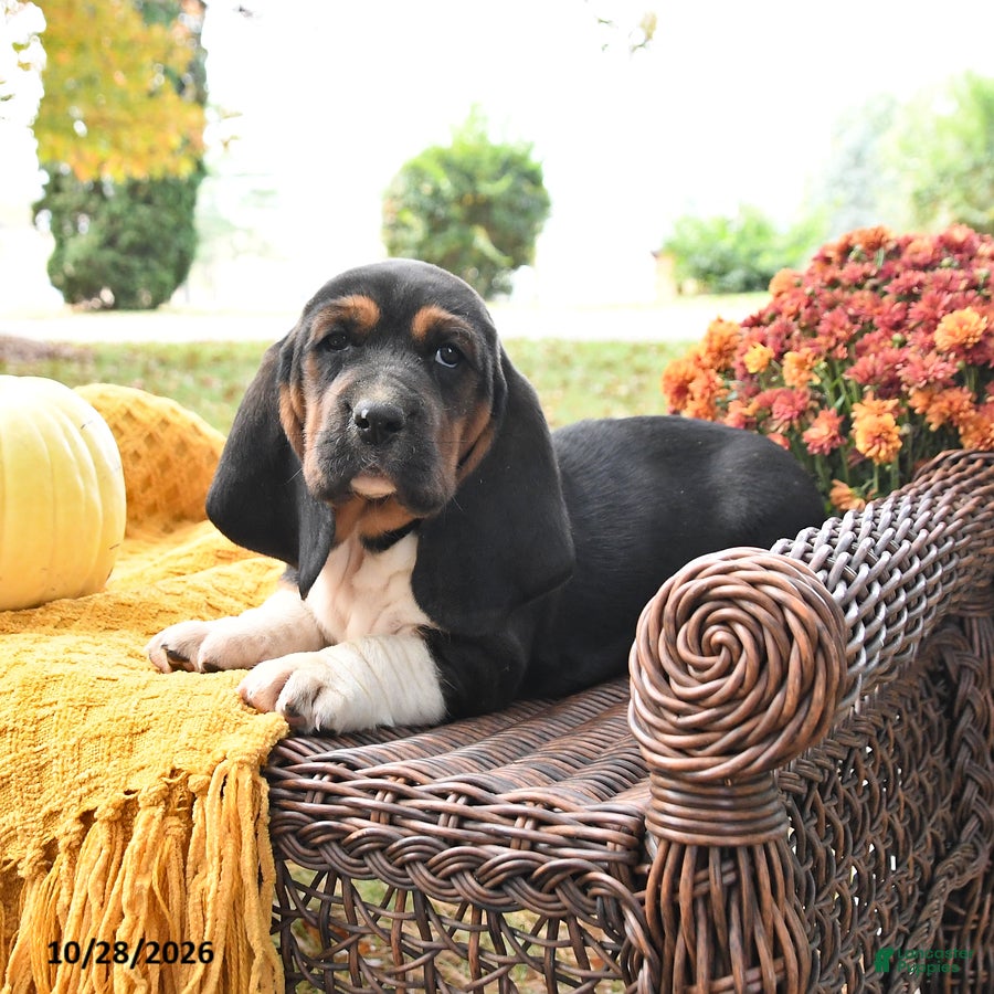 Basset Hound dogs for sale: Pepsi - Ad 2