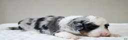 Mini Bernedoodle dogs for sale: Scottie  - Ad 5