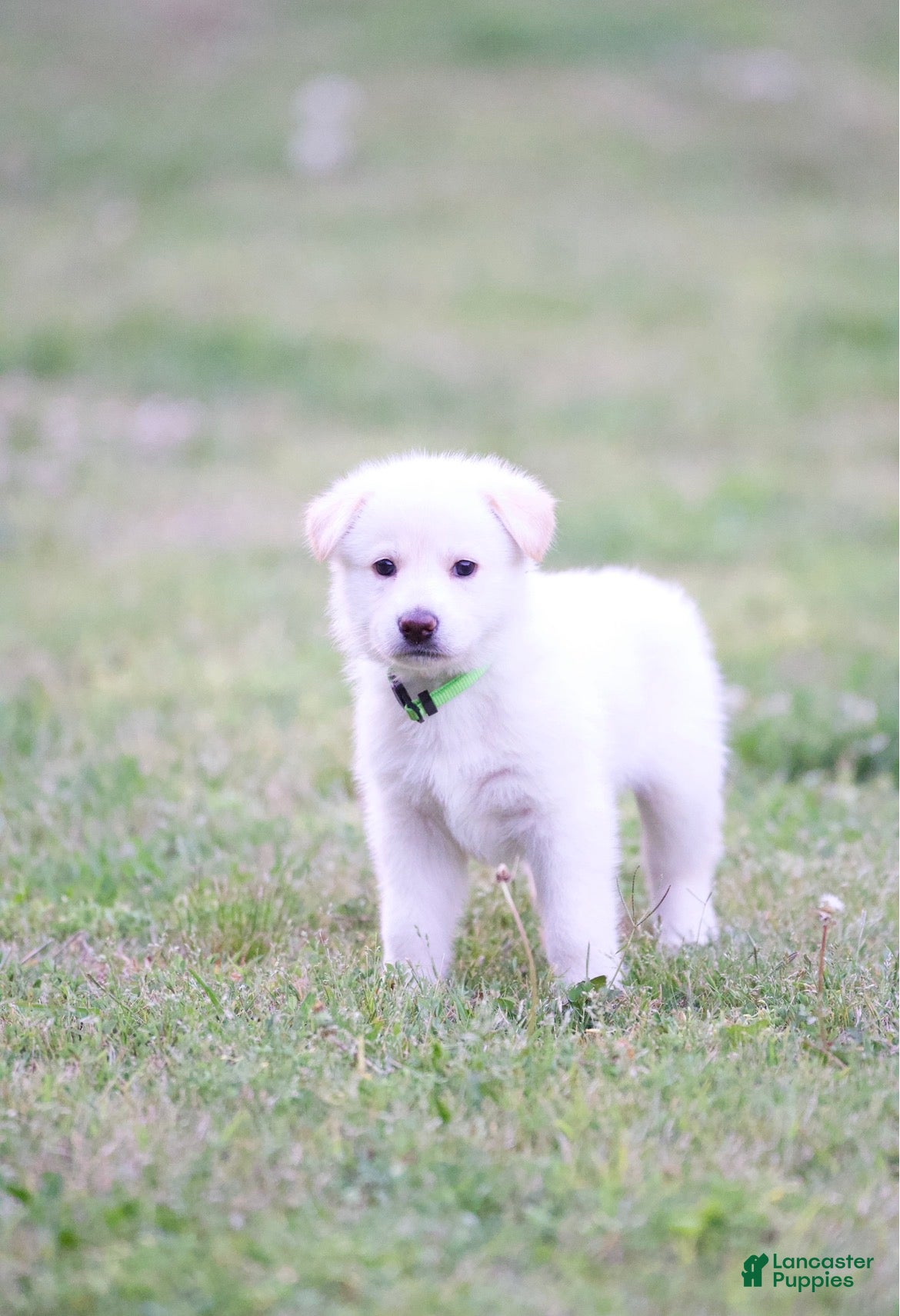 German Shepherd dogs German Shepherd Puppy 8 - Ad 32