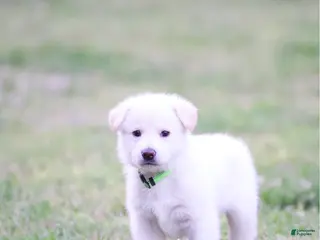 German Shepherd dogs German Shepherd Puppy 8 - Ad 32