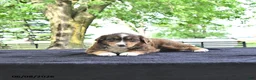 Australian Shepherd dogs for sale: Darcy - Ad 4