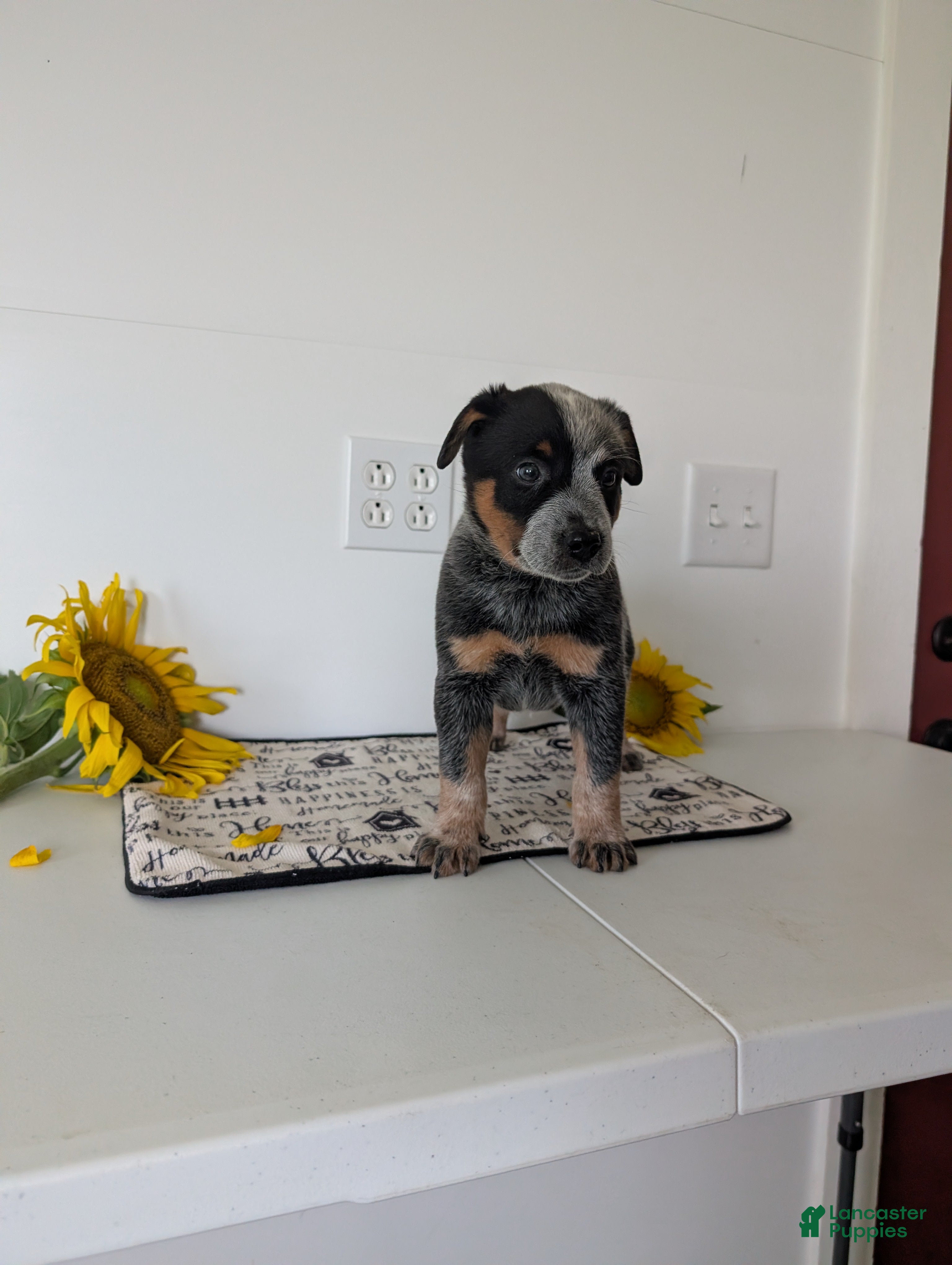 Australian Cattle Dog dogs Biscuit  - Ad 2