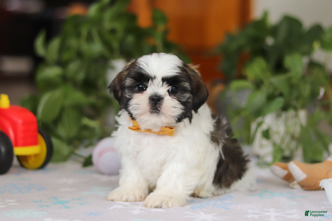 Shih Tzu dogs for sale: Liam - Ad 6