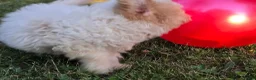 Cavapoo dogs for sale: Nutmeg - Ad 7