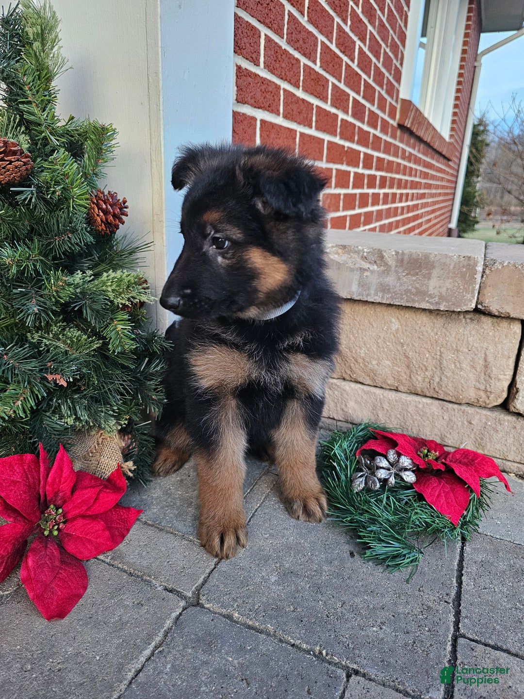 German Shepherd dogs for sale: Rocky - Ad 3