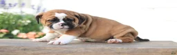 Beabull dogs for sale: Maple - Ad 2