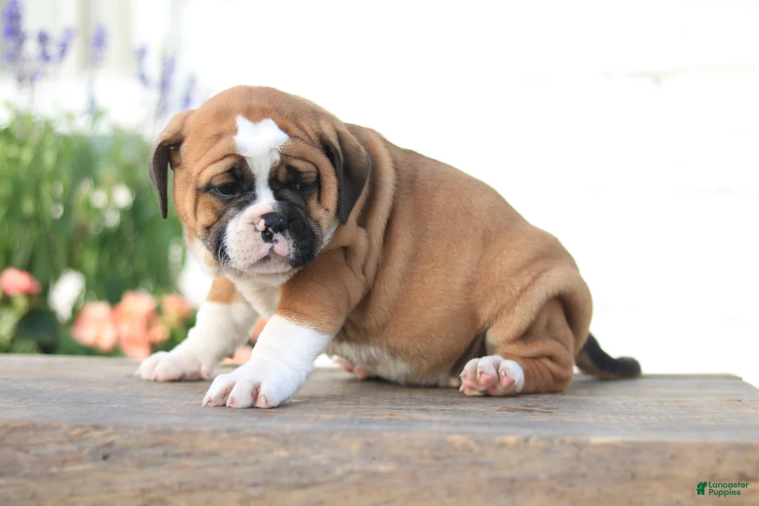Beabull dogs for sale: Maple - Ad 2
