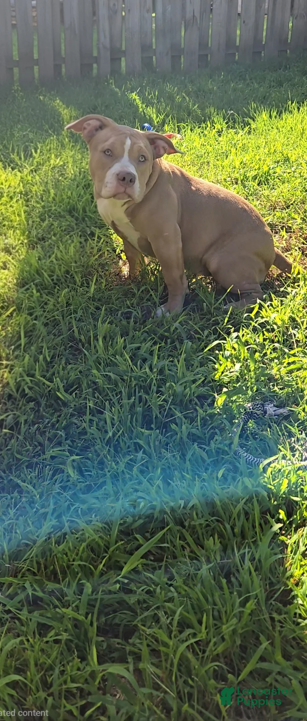 American Bully dogs for sale: Scarlette - Ad 2