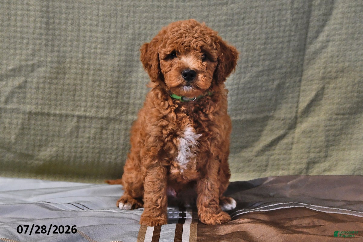 Goldendoodle dogs Chad - Ad 1