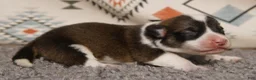Welsh Corgi Pembroke dogs for sale: Mochi - Ad 3