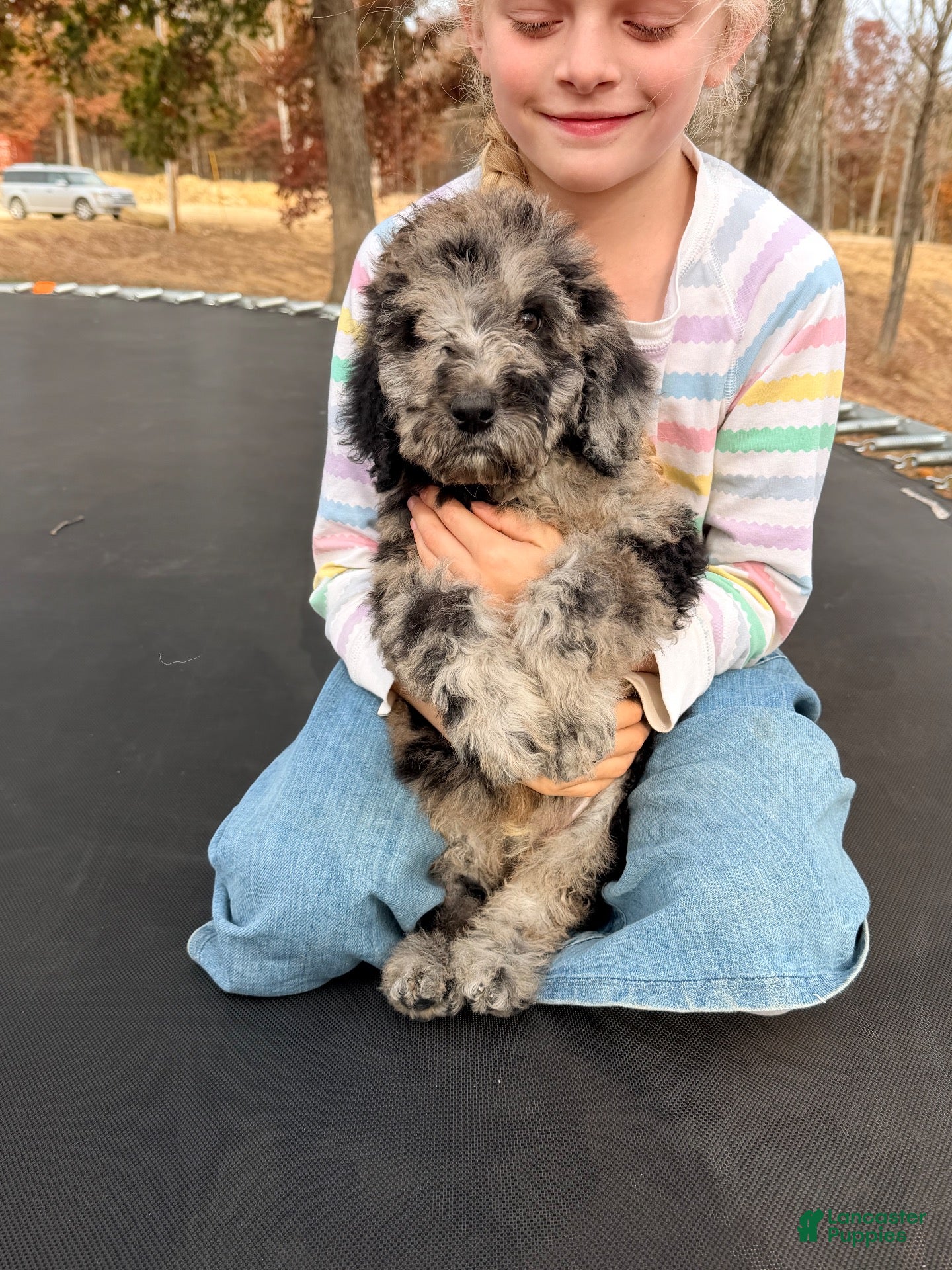 Standard Poodle dogs for sale: Standard Poodle 1 - Ad 2
