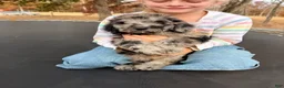 Standard Poodle dogs for sale: Standard Poodle 1 - Ad 2