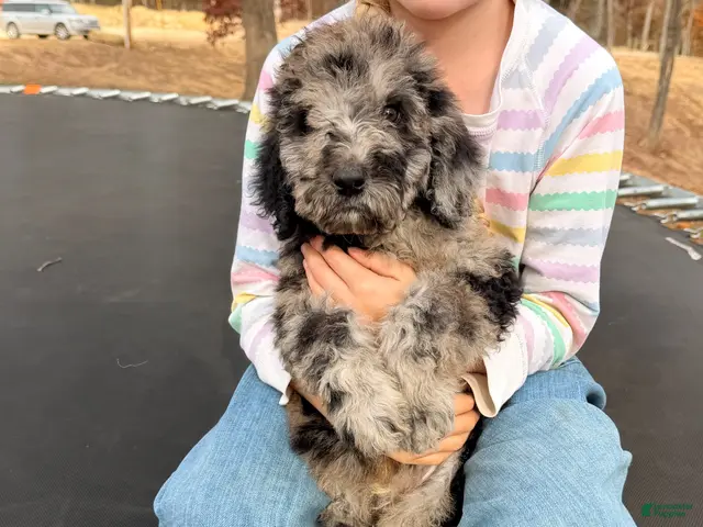 Standard Poodle dogs for sale: Standard Poodle 1 - Ad 2