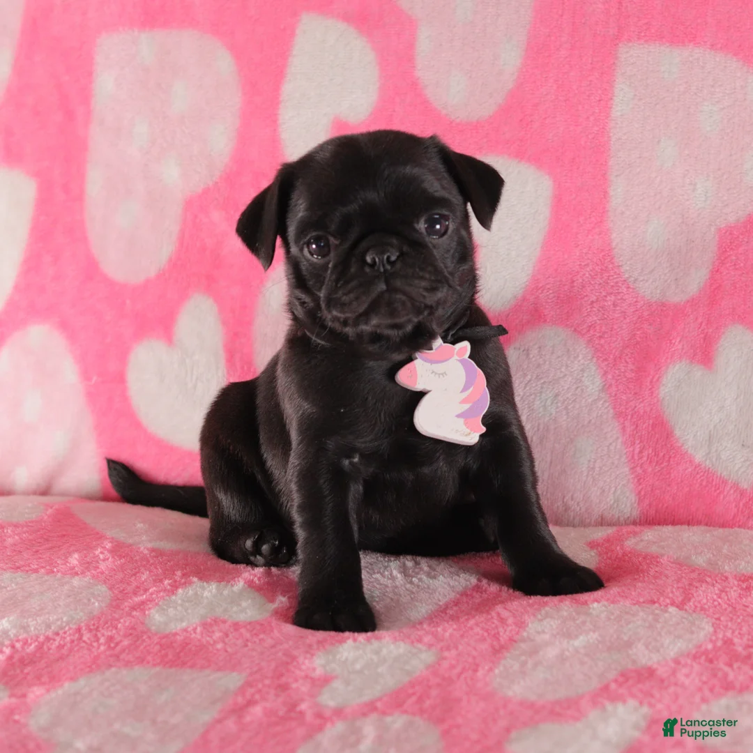 Pug dogs for sale: Violet - Ad 2
