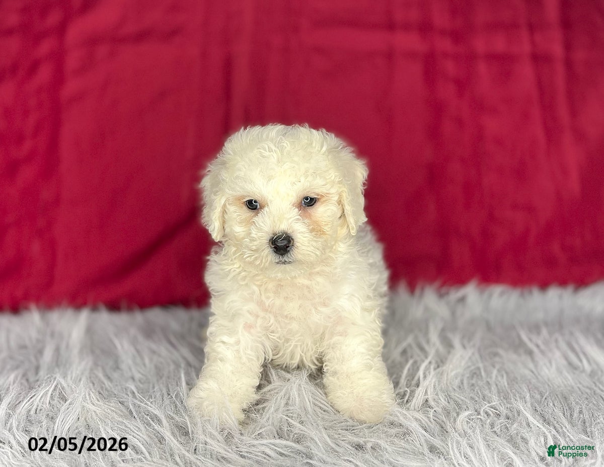 Bichon Frise dogs Rex - Ad 2