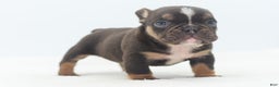 Mixed Breed dogs for sale: Kong micro bully hybrid  - Ad 33