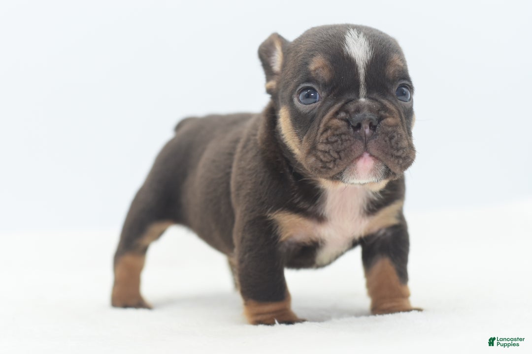 Mixed Breed dogs for sale: Kong micro bully hybrid  - Ad 33