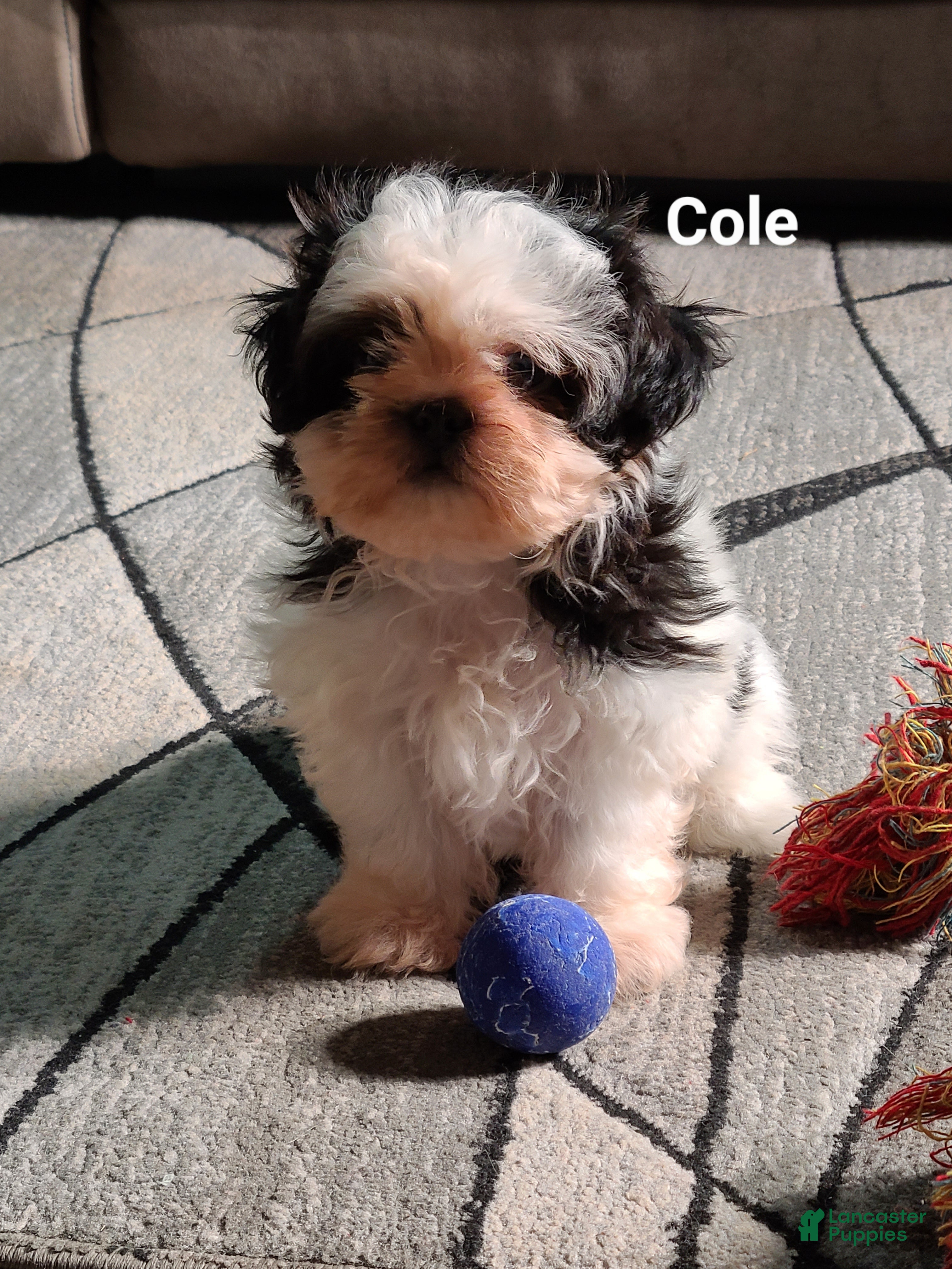 Shih Tzu dogs Cole  - Ad 2