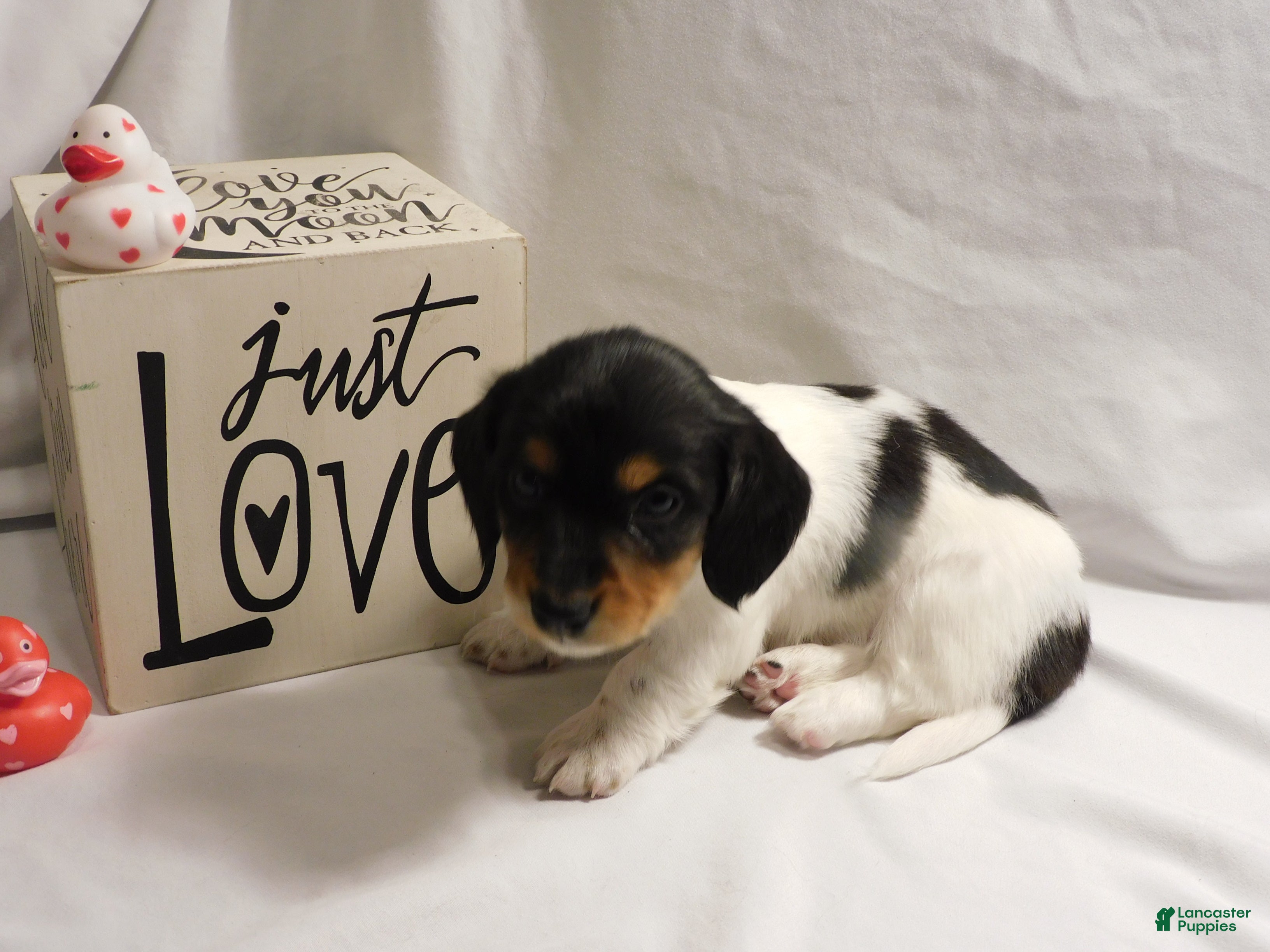 Miniature Dachshund dogs LMA's ChampionDoxie Snoop Dogg - Ad 40