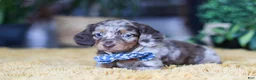 Miniature Dachshund dogs for sale: Frankfurter - Ad 3