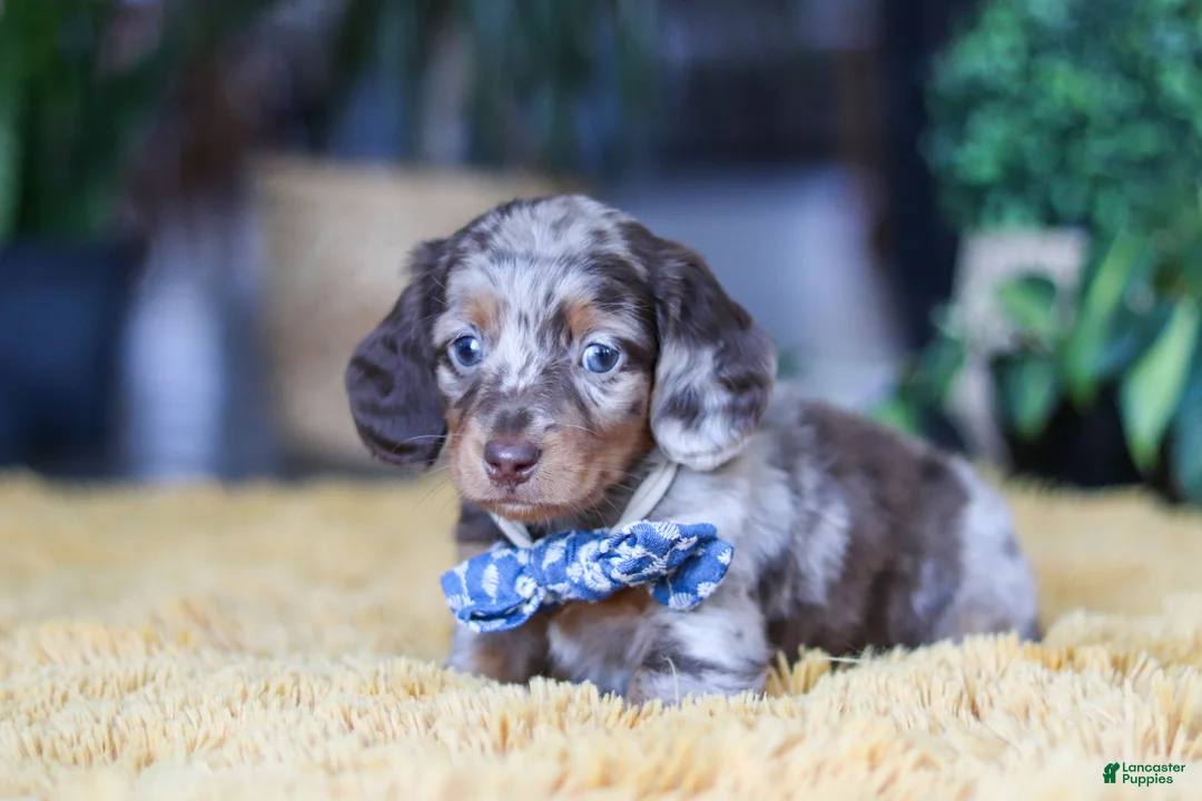 Miniature Dachshund dogs for sale: Frankfurter - Ad 3