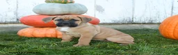 Cane Corso dogs for sale: Jolie - Ad 3