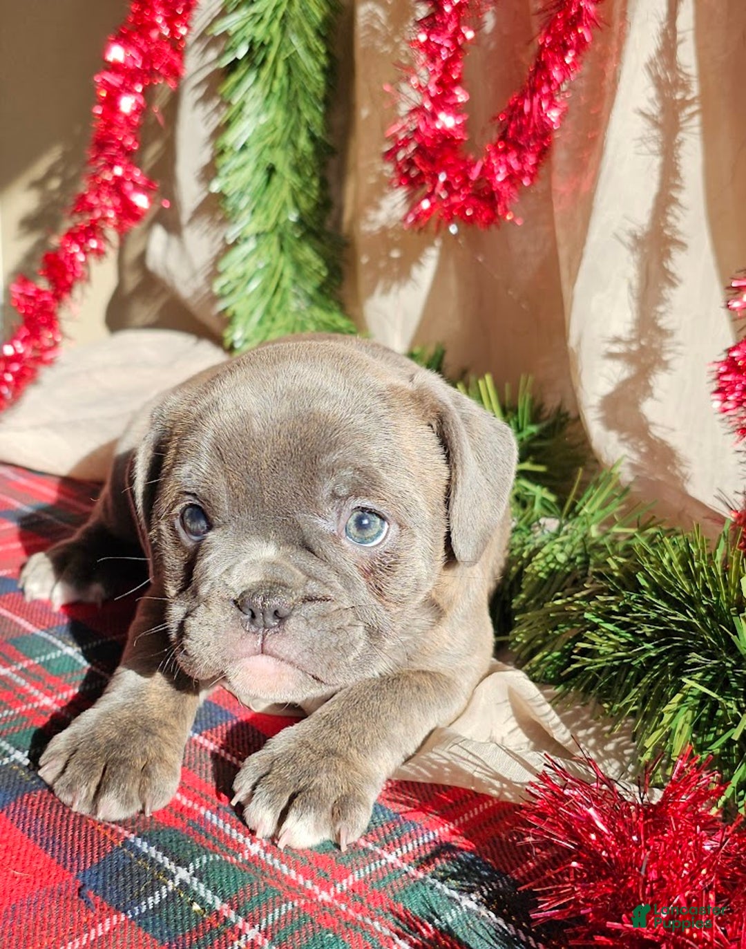 Mixed Breed dogs for sale: Blue Twist - Ad 8