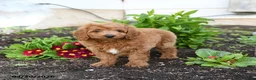 Mini Goldendoodle dogs for sale: Danny - Ad 3