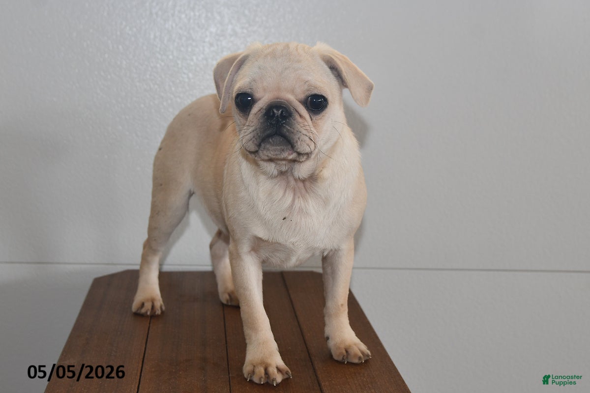 Pug dogs Sweetheart - Ad 1