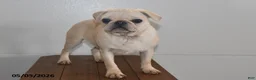 Pug dogs for sale: Sweetheart - Ad 1