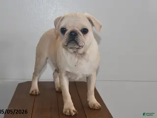 Pug dogs for sale: Sweetheart - Ad 2