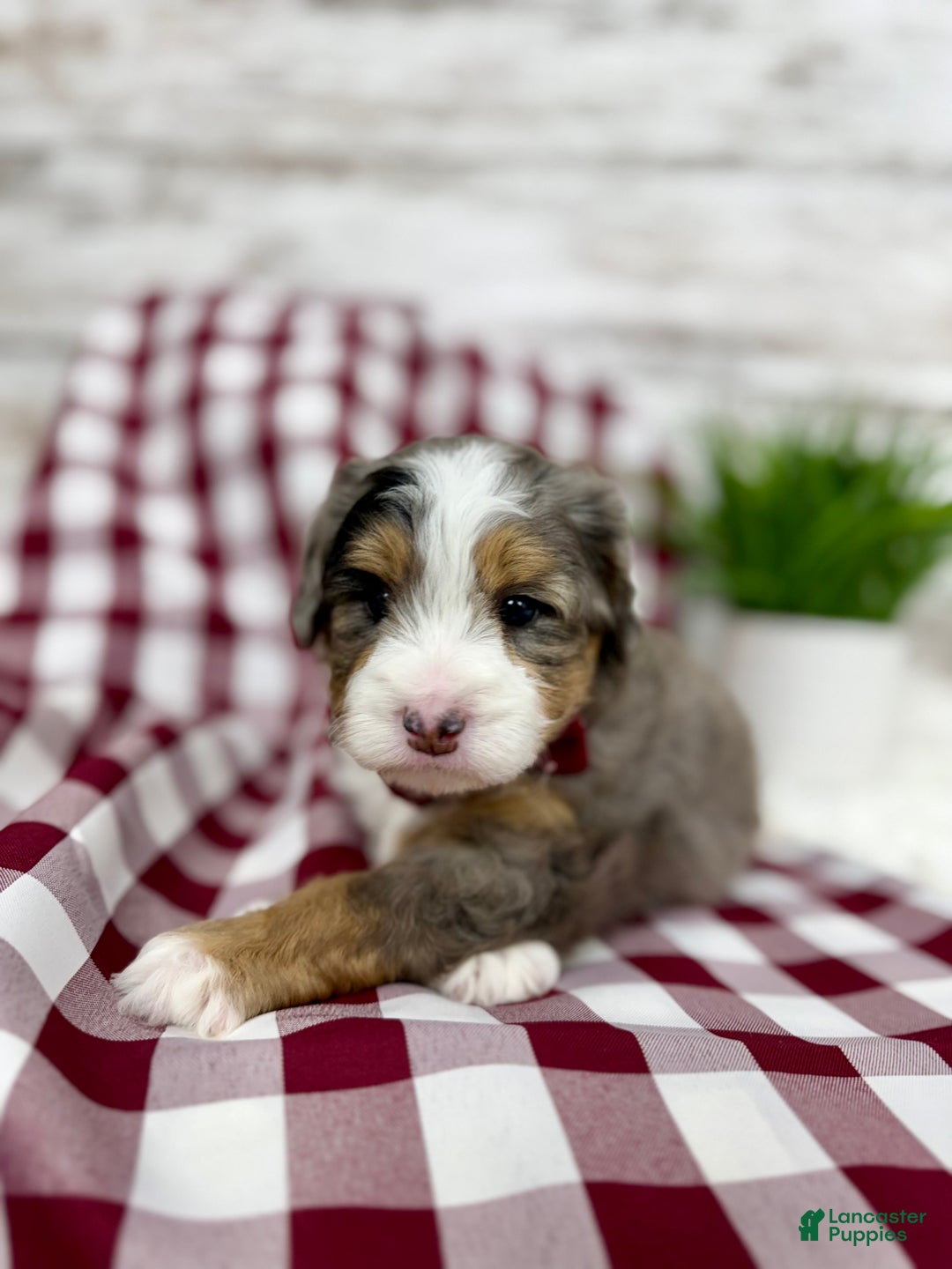 Mini Bernedoodle dogs for sale: Vince - Ad 11